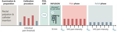 Positive Treatment Expectations Shape Perceived Medication Efficacy in a Translational Placebo Paradigm for the Gut-Brain Axis